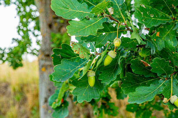 Thumbnail: _JA 40803 Eiche, Eicheln.jpg